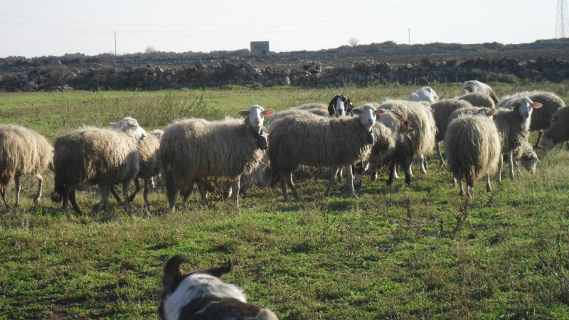 Azienda Agricola