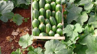 Prodotti della nostra terra